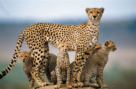natgeo