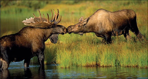 natgeo