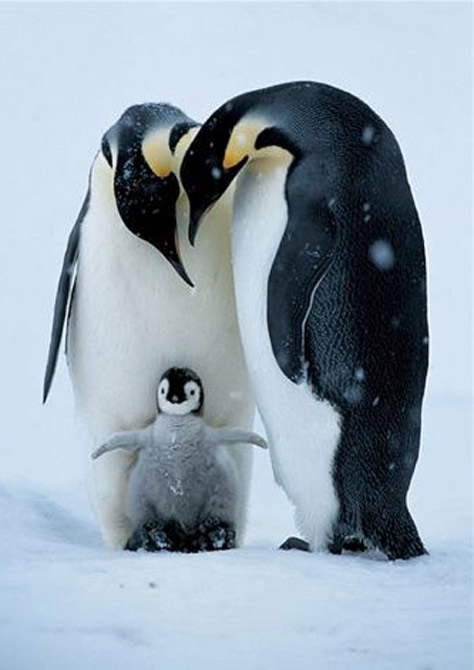 natgeo
