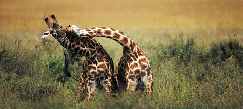 natgeo