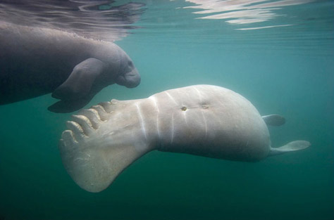 natgeo