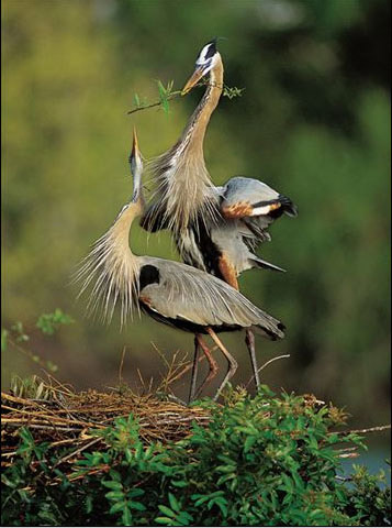 natgeo