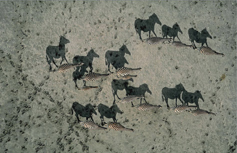 natgeo