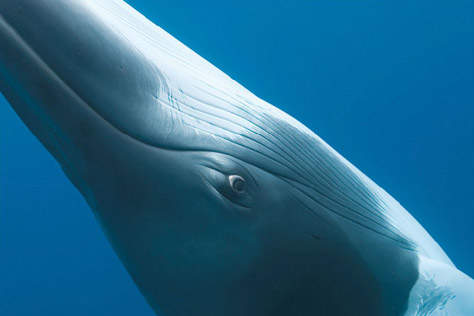 natgeo