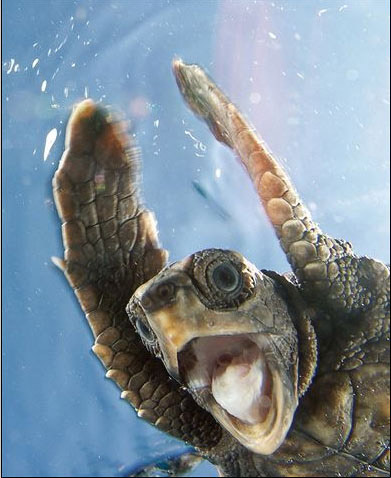 natgeo