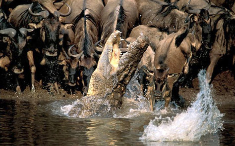 natgeo